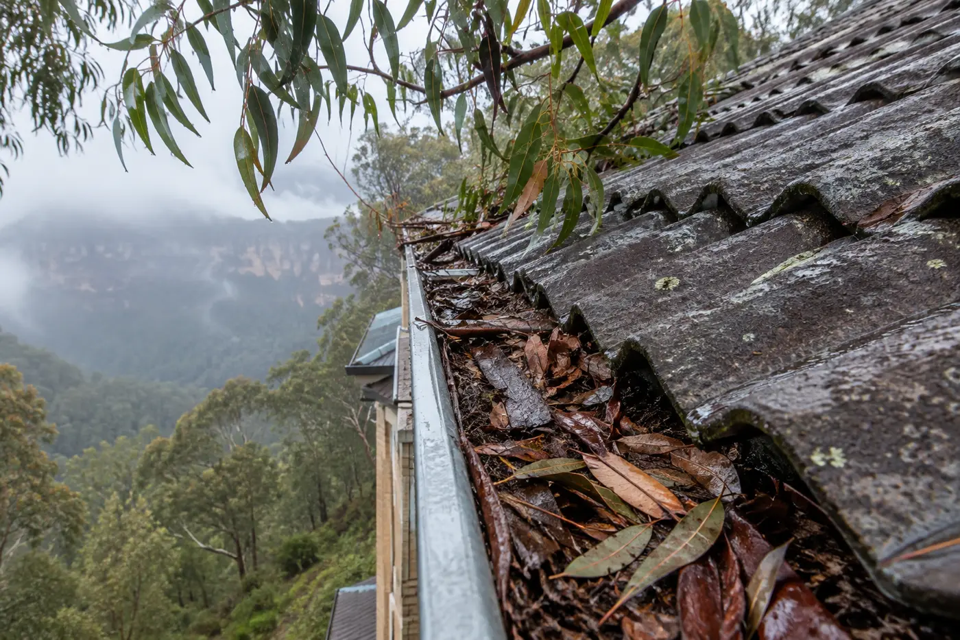 Gutter on a tiled Blue Mountains roof packed with wet gum leaves and bark, with eucalypt branches hanging over the roof edge