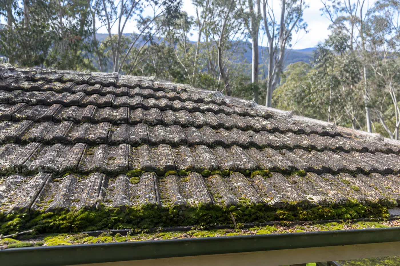 Green moss and grey lichen spreading across the shaded lower courses of a tiled Blue Mountains roof