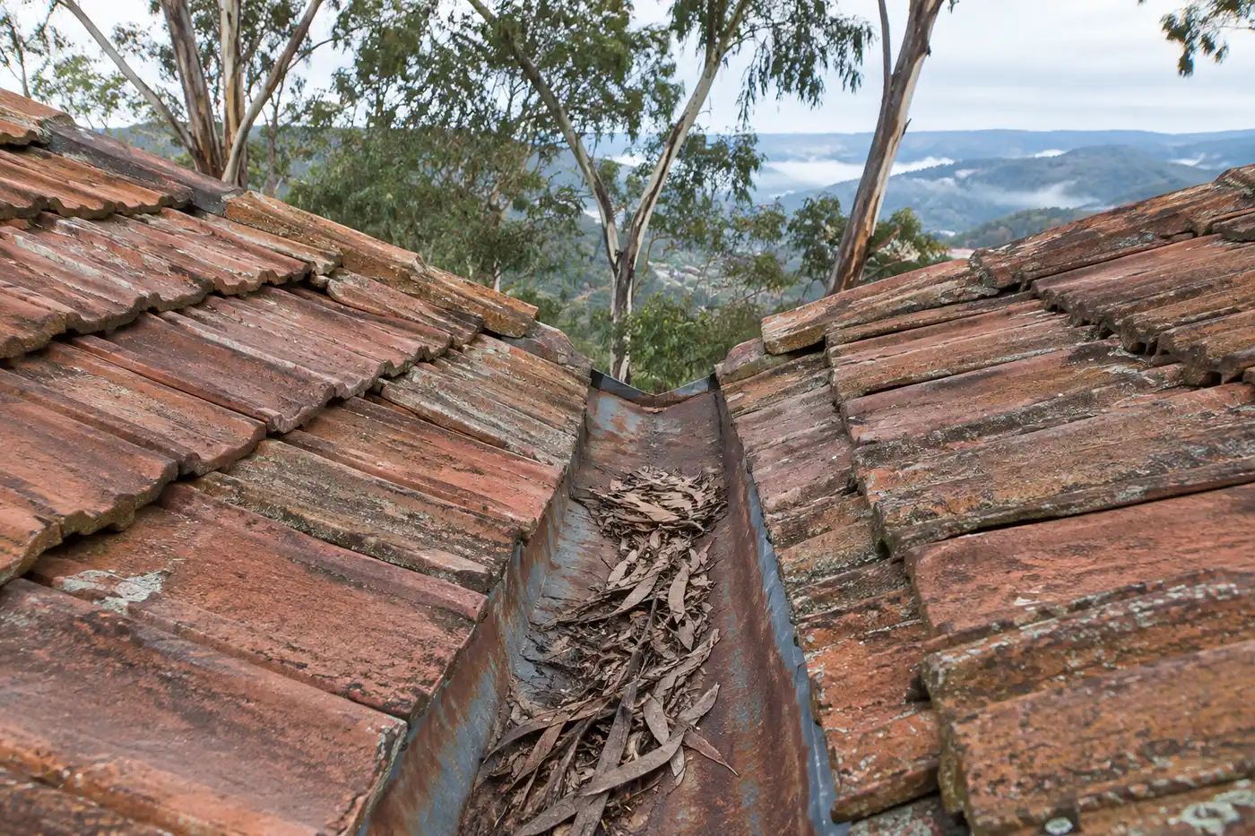 Rusted galvanised valley iron running between two slopes of a weathered terracotta tile roof, packed with gum leaves